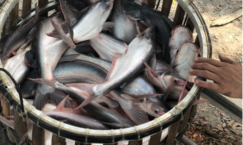 Xuất khẩu cá tra sẽ tăng mạnh vào cuối năm, cơ hội nào cho cổ phiếu nhóm này?  