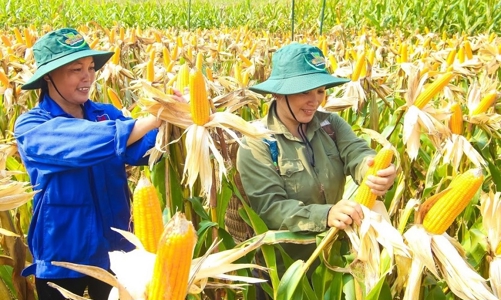 Phát triển vùng nguyên liệu thức ăn chăn nuôi ở Tây Nguyên để giảm nhập khẩu