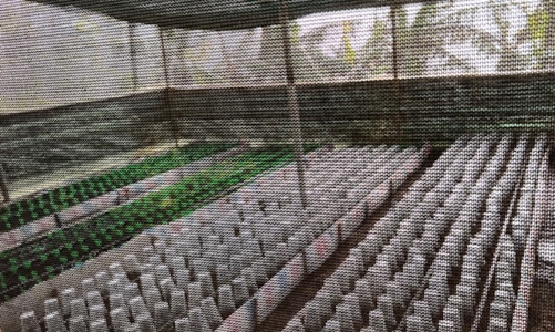 Ký xác nhận cho doanh nghiệp trồng sâm Ngọc Linh “trên giấy”, một Phó Chủ tịch huyện bị kiểm điểm trách nhiệm