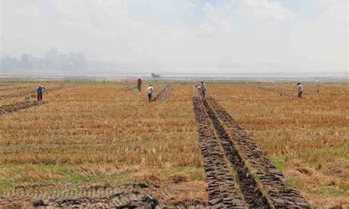 Bình Dương: Thu hồi và chuyển mục đích sử dụng hơn 1.700 ha đất trồng lúa