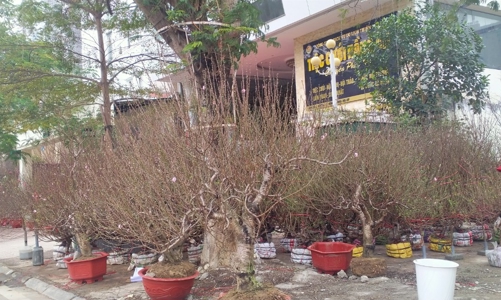 Thủ phủ hoa đào tại Hải Phòng thu hàng chục tỷ đồng dịp Tết Quý Mão