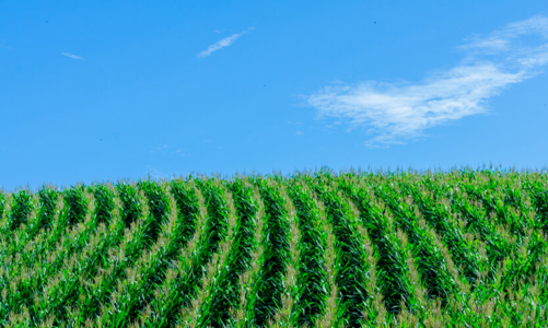 Cuộc cách mạng cải thiện hiệu suất nông nghiệp bằng dữ liệu vệ tinh