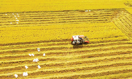 Vùng Đồng bằng sông Cửu Long tập trung vào các dự án lớn