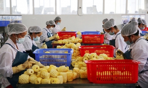 Trung Quốc nhập khẩu 260 tỷ USD nông sản mỗi năm, Việt Nam mới chiếm 5% thị phần