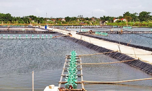 Thanh Hóa chuẩn bị khởi động dự án 400 tỷ đồng phát triển thủy sản bền vững