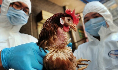 Giám sát chặt người nhập cảnh ngăn cúm H5N1