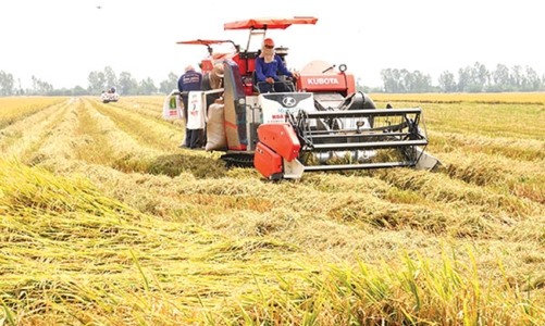 Thu hút đầu tư và tăng cường hiện đại hóa, cải thiện tính bền vững của ngành lúa gạo