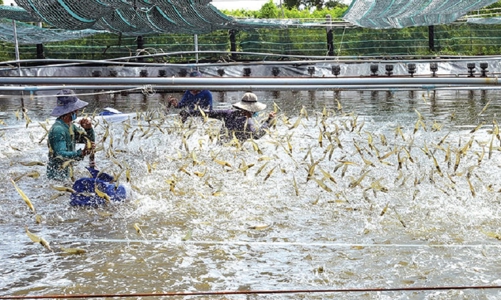 Phấn đấu đạt hơn 1 triệu tấn tôm, giữ vững kim ngạch xuất khẩu 4,3 tỷ USD