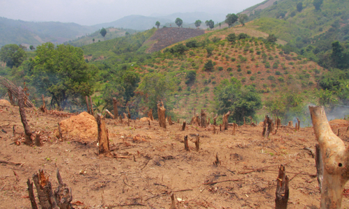 Hơn 3,3 triệu ha rừng nghèo kiệt chưa có chủ do quy định không thống nhất