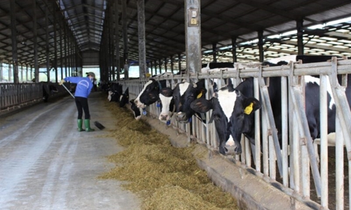 Phát triển chăn nuôi tuần hoàn gặp “trắc trở”... vì các Luật chưa thống nhất