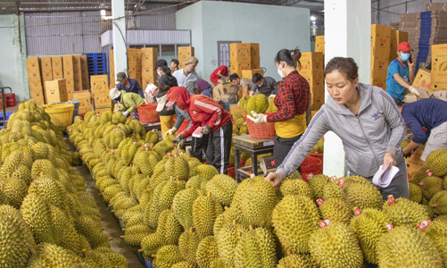 Nâng cao chất lượng hàng hóa xuất khẩu để đáp ứng yêu cầu khắt khe từ Trung Quốc