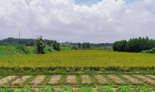 Long An được chuyển đổi 65 ha đất lúa để thực hiện dự án