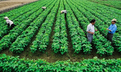 Hợp tác xã nông nghiệp cần chuẩn hóa từ quy trình canh tác đến năng lực quản lý 