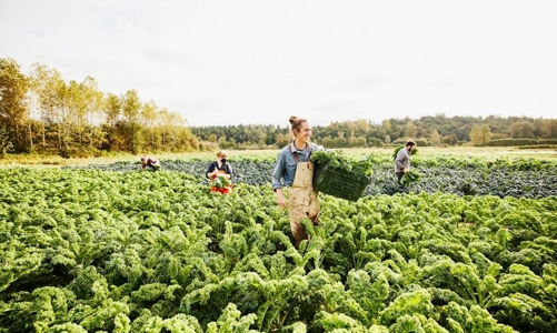 Không chỉ hỗ trợ sáng tạo văn bản, AI đang đóng góp mạnh mẽ vào chuyển đổi nông nghiệp