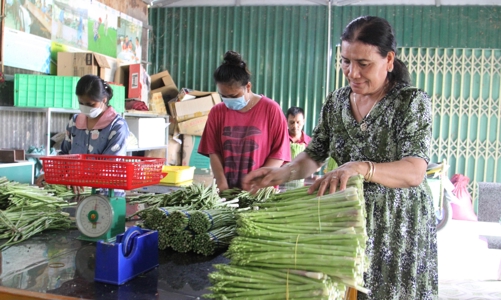 Cây măng tây giúp đồng bào Chăm xóa đói giảm nghèo và phát triển kinh tế