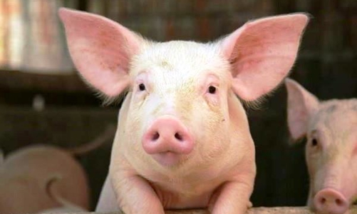 Giá lợn hơi được dự báo tăng nhẹ, cổ phiếu chăn nuôi nào tiềm năng?