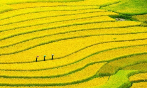 Ngành công nghiệp thực phẩm Việt Nam đang đi đúng hướng