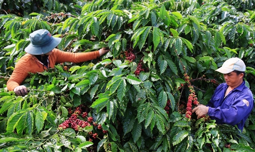 EU cấm nhập khẩu hàng hóa gây mất rừng: Những nông sản nào của Việt Nam sẽ chịu tác động?