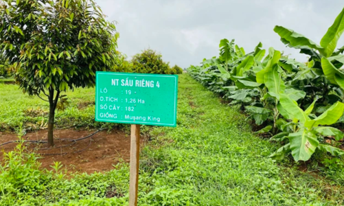 Chủ tịch Hoàng Anh Gia Lai: Trồng sầu riêng có thể cho lãi 2 tỷ đồng/ha