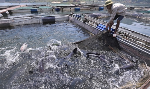 Nghiên cứu gói tín dụng 10.000 tỷ đồng hỗ trợ doanh nghiệp lâm, thủy sản