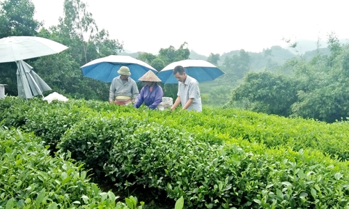 Hỗ trợ thanh niên khởi nghiệp nhờ nguồn vốn tín dụng chính sách 