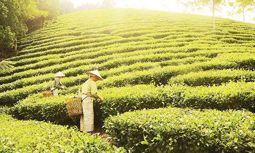 Nỗ lực “nâng sao” OCOP để rộng đường xuất khẩu