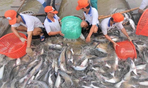 “Giành” lại vị thế và thương hiệu cá tra Việt Nam