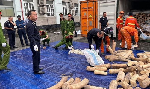 Phòng, chống rửa tiền trong buôn bán động động vật hoang dã