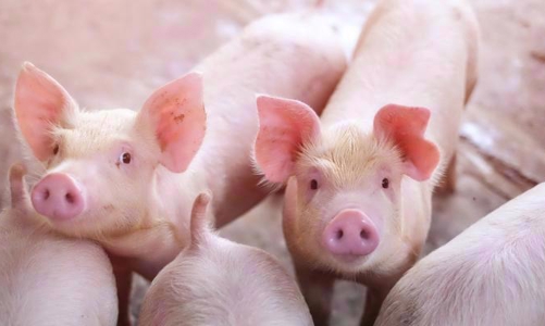 Tháng 4, HAG báo lãi 32 tỷ, giảm 68% so với tháng trước