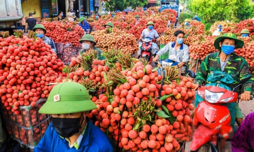  Xuất khẩu vải “hứa hẹn