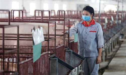 Giá thịt tăng đã phản ánh vào cổ phiếu, còn triển vọng nào cho nhóm chăn nuôi? 