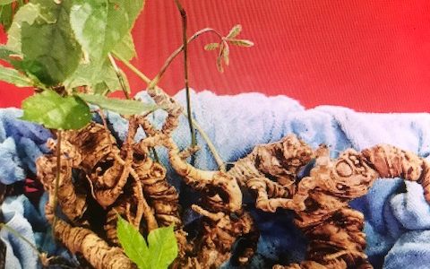 Quảng Nam được quy hoạch thành vùng nguyên liệu sâm Việt Nam