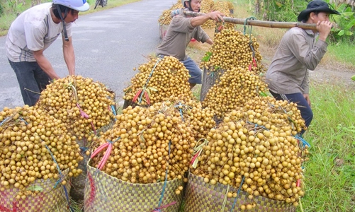 Giải pháp căn cơ: Mở rộng đầu ra cho vải, nhãn