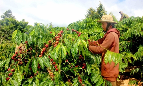 Giá cà phê tăng mạnh nhưng nông dân và doanh nghiệp xuất khẩu không được hưởng lợi