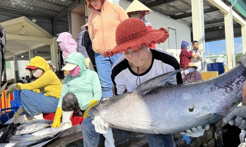 Quảng Ngãi đau đầu với hàng trăm tàu cá cứ ra khơi là “mất kết nối”