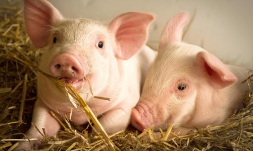 Lợi nhuận doanh nghiệp chăn nuôi lợn đã thoát đáy, kỳ vọng tăng trưởng tốt trong năm 2023