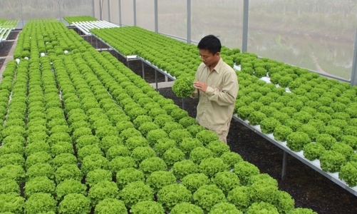 Phát triển nông nghiệp ứng dụng công nghệ cao của Hà Nội chưa tương xứng với tiềm năng