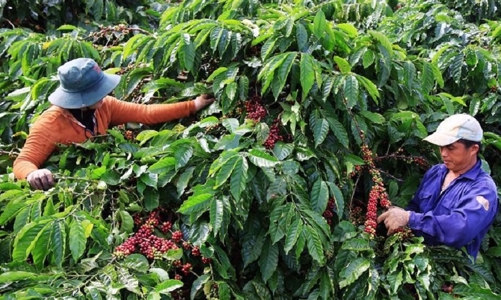 Việt Nam đã sẵn sàng và sẽ có cách tiếp cận phù hợp với quy định EUDR