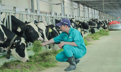 Israel bãi bỏ thuế nhập khẩu đối với mặt hàng sữa, cơ hội đẩy mạnh xuất khẩu cho Việt Nam 