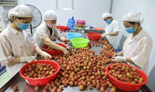 Nâng cao chất lượng trái vải Việt Nam để tăng sức cạnh tranh tại thị trường Australia