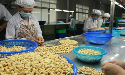 Nguy cơ tái diễn tình trạng lừa đảo xuất khẩu điều nhân, Hiệp hội Điều lên tiếng cảnh báo