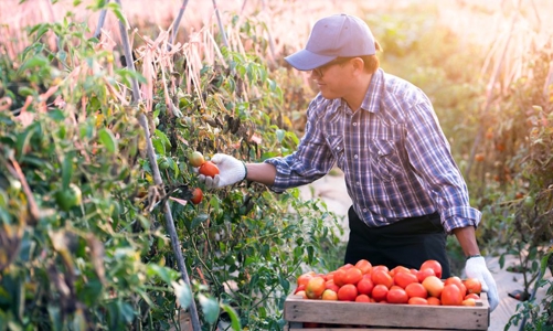 Học hỏi những giải pháp sáng tạo từ một số công ty khởi nghiệp công nghệ nông nghiệp