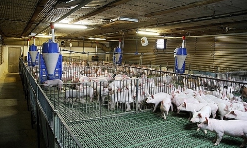 Đẩy mạnh ứng dụng công nghệ hiện đại để giải quyết những bất cập của ngành chăn nuôi