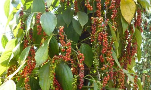 Thủ tướng chỉ đạo hỗ trợ các doanh nghiệp xuất khẩu hồ tiêu sang thị trường UAE