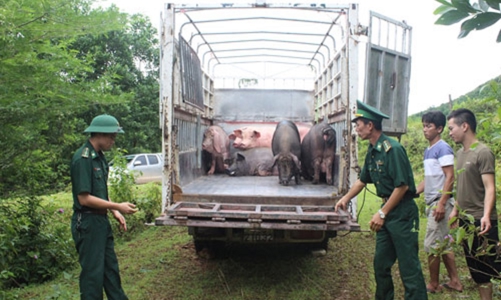 Thủ tướng chỉ đạo lập chuyên án đấu tranh với nhập lậu, vận chuyển trái phép lợn qua biên giới