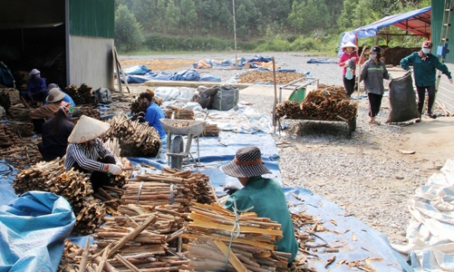 Cần làm gì để phát triển “ra đầu, ra đũa” ngành quế tại Việt Nam 