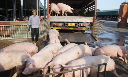 Lào Cai ra công văn khẩn yêu cầu ngăn chặn gia súc, gia cầm Trung Quốc thẩm lậu qua biên giới 