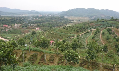 Trang trại với gần 100 loại rau củ quả hữu cơ giữa lòng Hà Nội