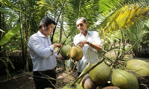 Trái dừa Việt Nam đã được cấp “visa” sang Mỹ