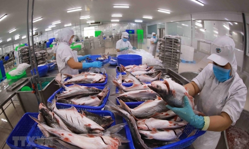 Xuất khẩu cá tra sẽ hồi mạnh trong quý 3